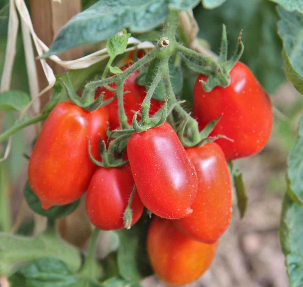 Tomato Roma